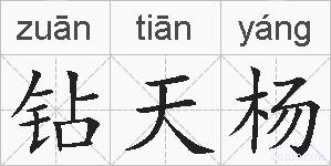 钻天杨的拼音