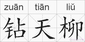 钻天柳的拼音