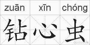 钻心虫的拼音