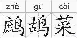 鹧鸪菜的拼音