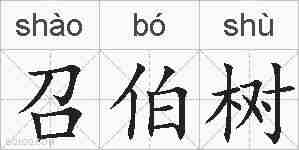 召伯树的拼音