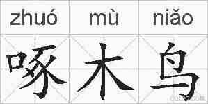 啄木鸟的拼音